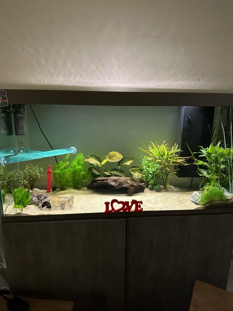 Freshwater aquarium with plants, rocks, and a decorative red "Love" sign at the front.