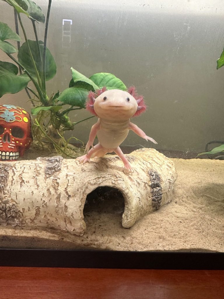 A pink axolotl perched on a log in a freshwater aquarium setting.