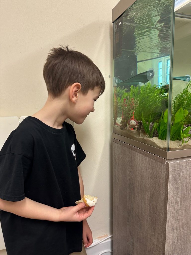 A young boy admires the axolotl's fish tank while holding a cake.