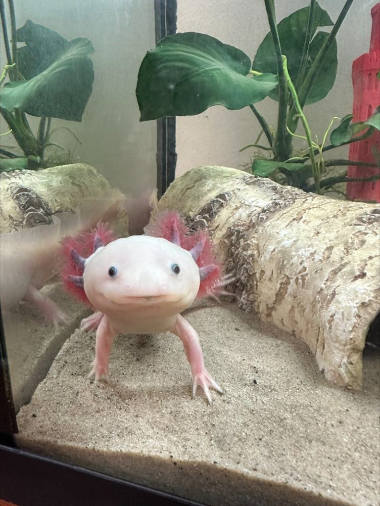 A pale axolotl with pink gills in a tank, surrounded by plants and a log.