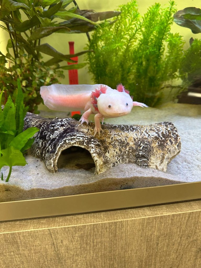 A pink axolotl on a log in an aquarium surrounded by green plants.