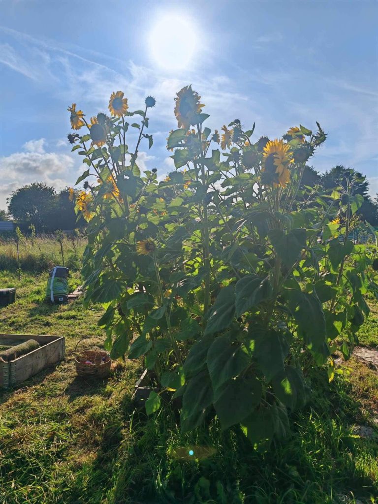 Sunflowers growing in a sunny garden with blue skies and scattered clouds.